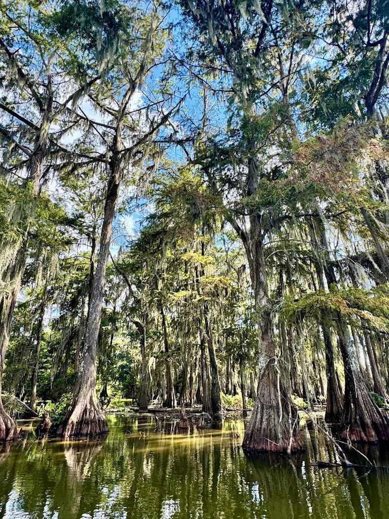 Watch For Ancient Cypress And Moss-Draped Trees