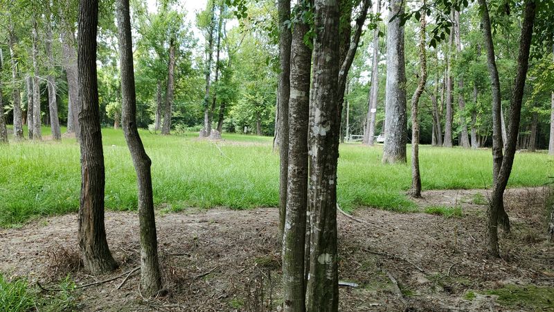 Shady Banks And Vegetation