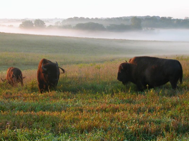 Neal Smith National Wildlife Refuge, Prairie City