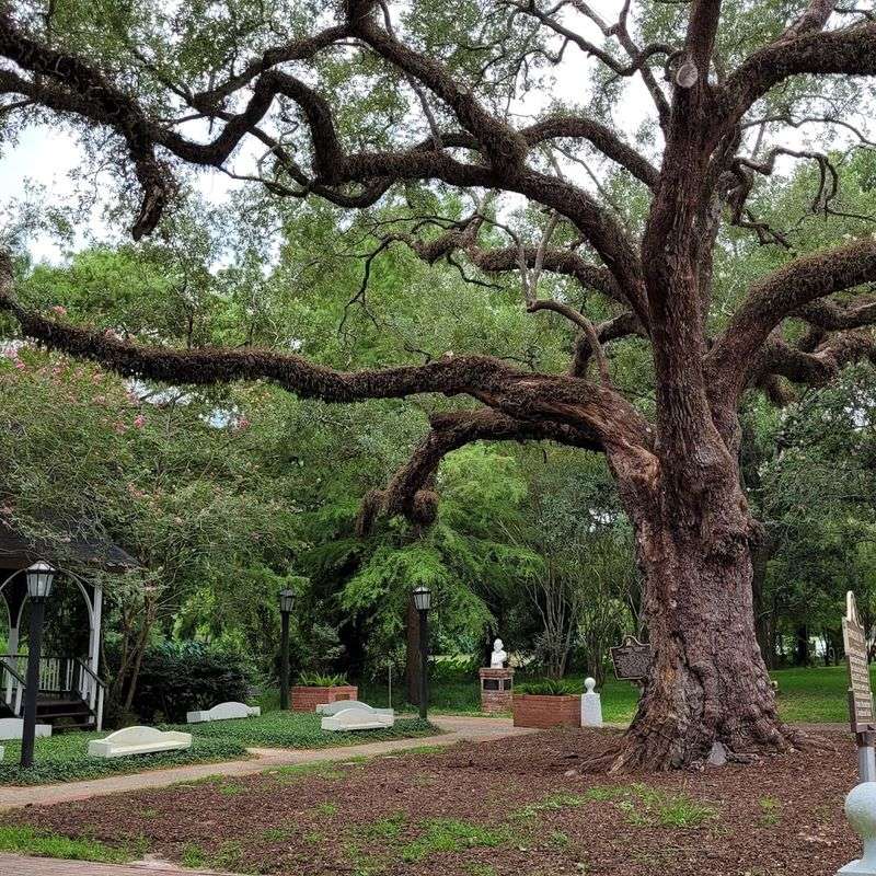 Evangeline Oak And Nearby Sites
