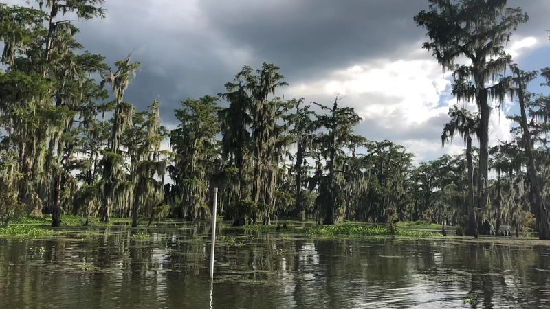Champagne's Cajun Swamp Tour