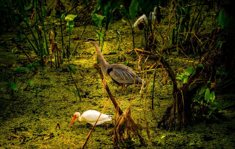 Bayou Bartholomew Biodiversity