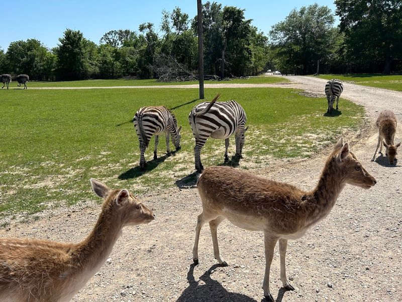 Endangered Zebras Roam Free