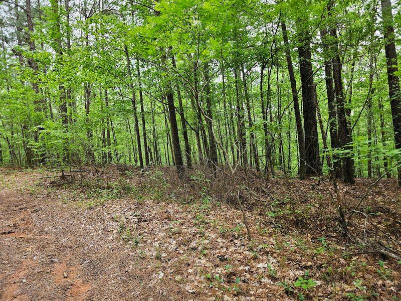 Flora And Fauna Observations