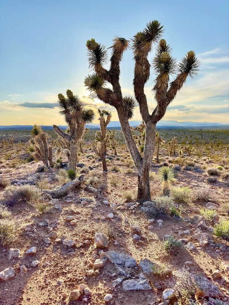 This Corner Of Nevada Sits Closer To Utah And Arizona Than Las Vegas