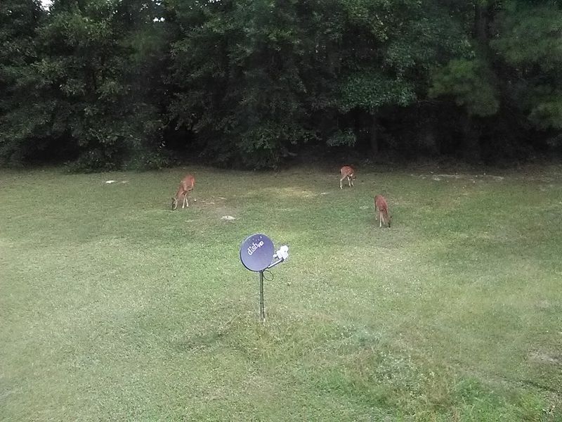 Pine Hills And Nature