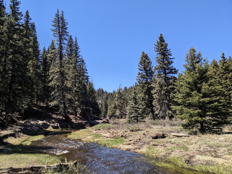 Forest Shadows And Gentle Water Sounds