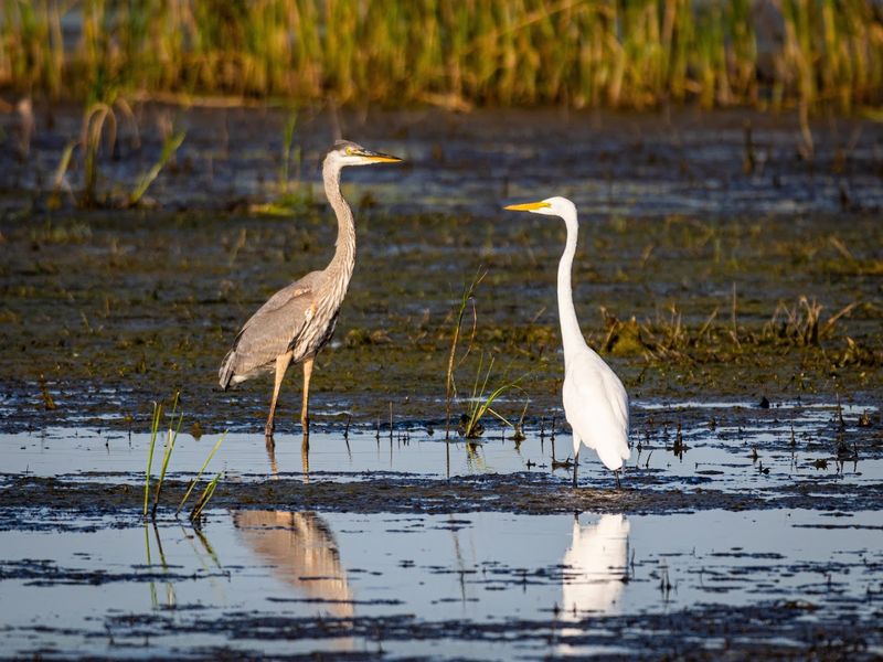 The Whooping Crane Connection