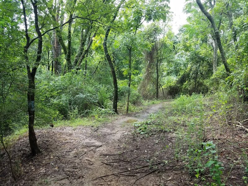 Walk The Bayou Macon Nature Trail