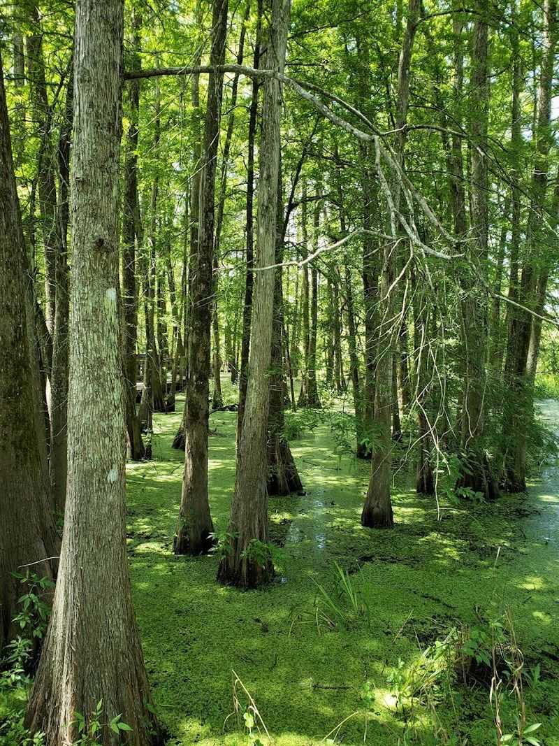 Swamp Air Before The Parking Lot