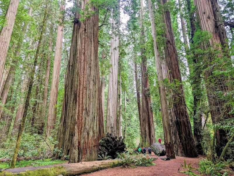 Redwoods Right Next Door
