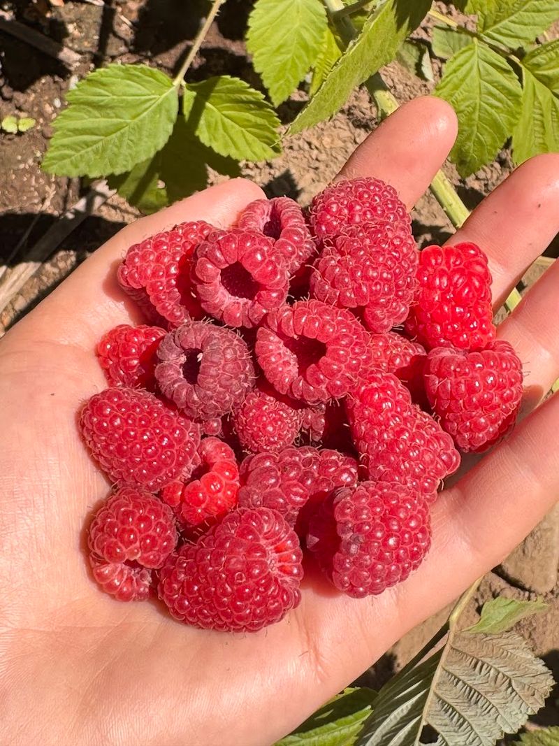 What Sustainable Farming Actually Tastes Like