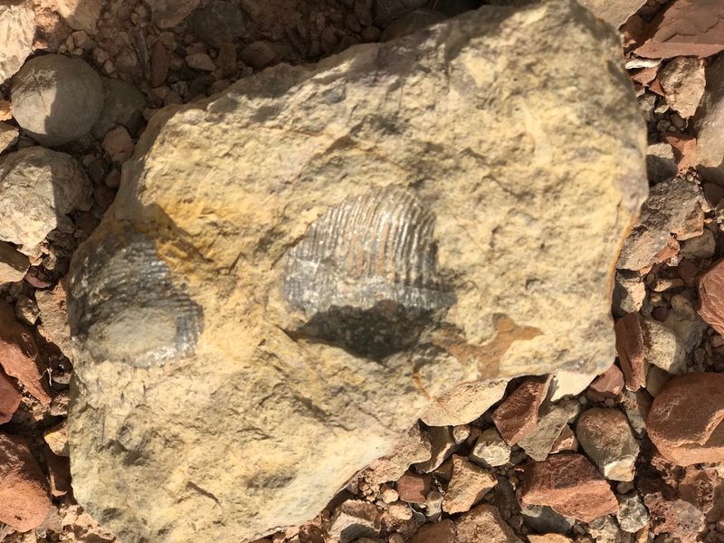 Fossil Marks Hidden In The Stone