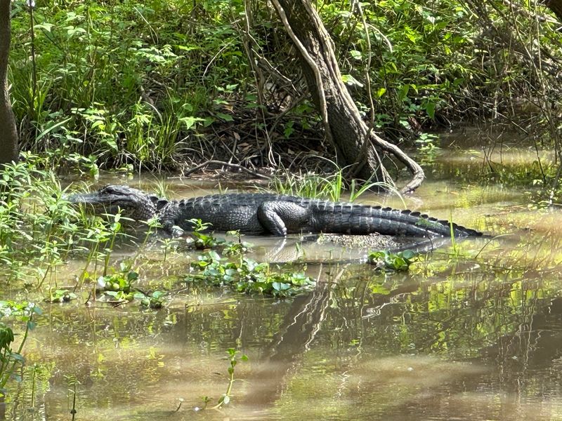 Hire A Local Swamp Guide