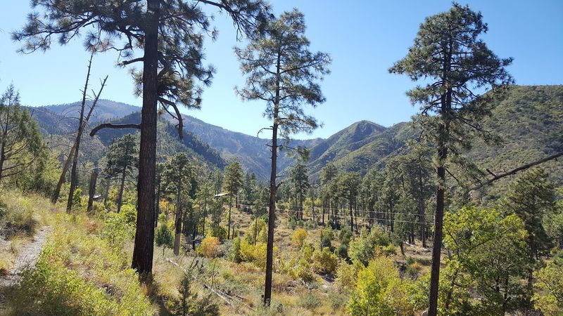 Pine-Framed Views Beneath Open Skies