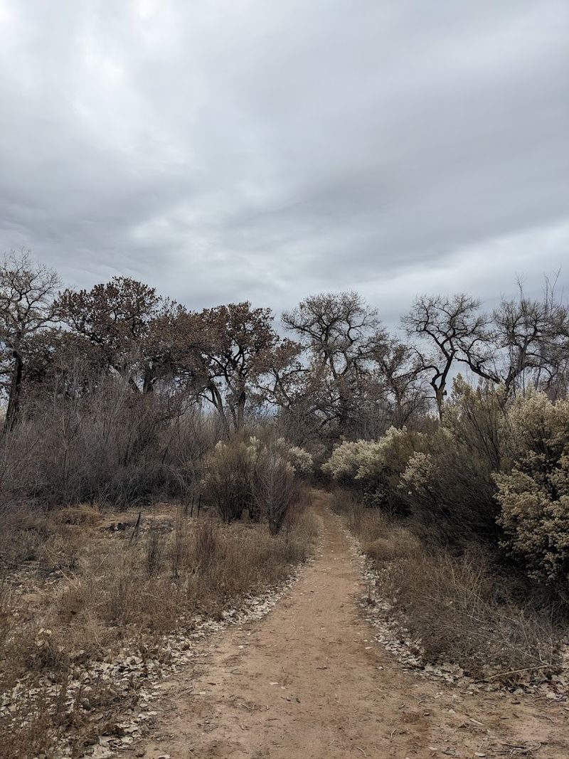 Summer Light Through The Bosque Trees