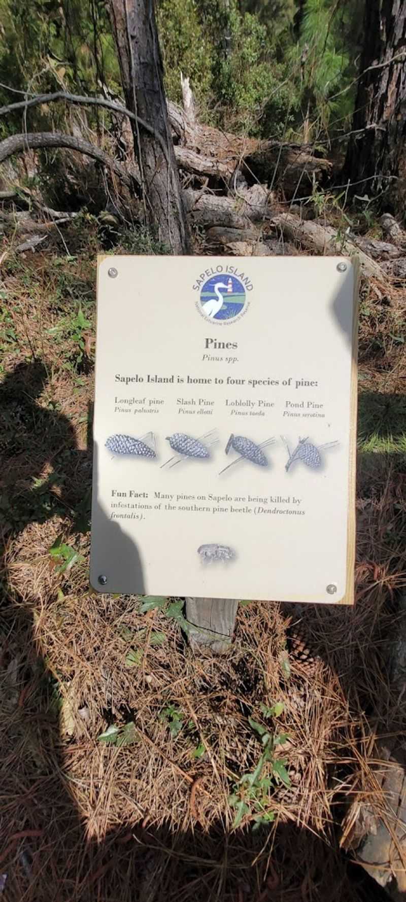 Sapelo Island