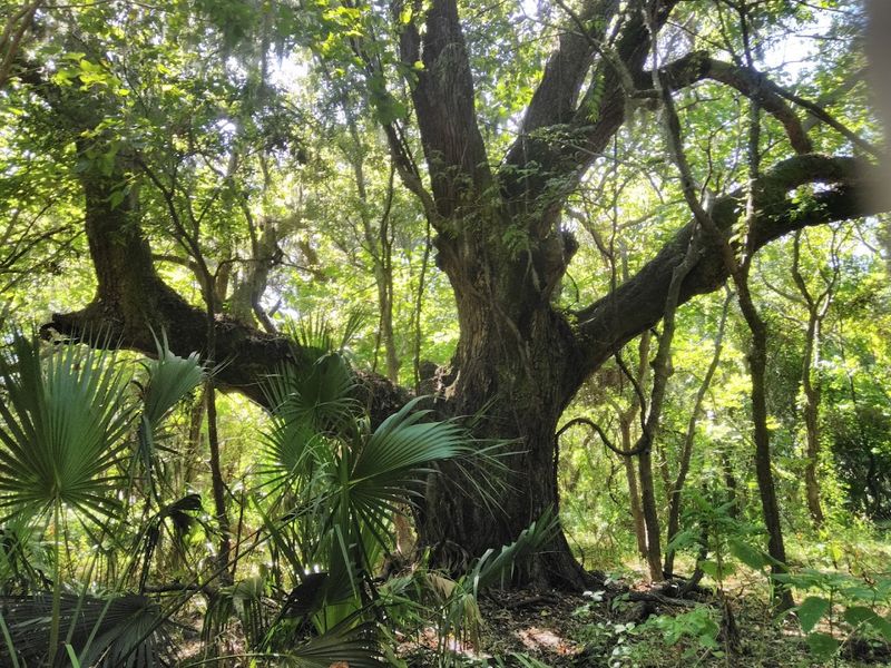 Shell Mounds And Ancient History