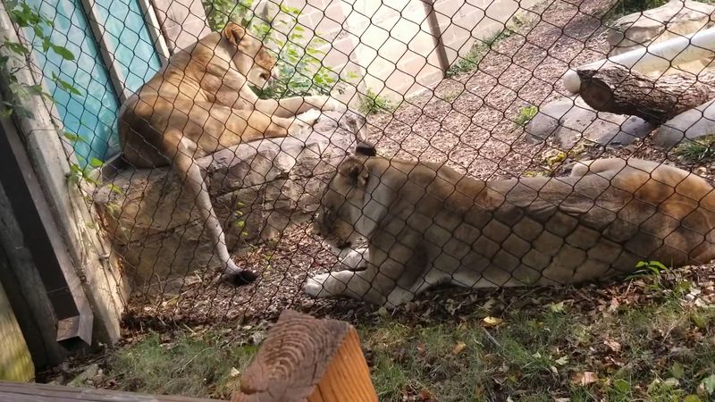 How the Zoo Handles Conservation and Breeding Programs
