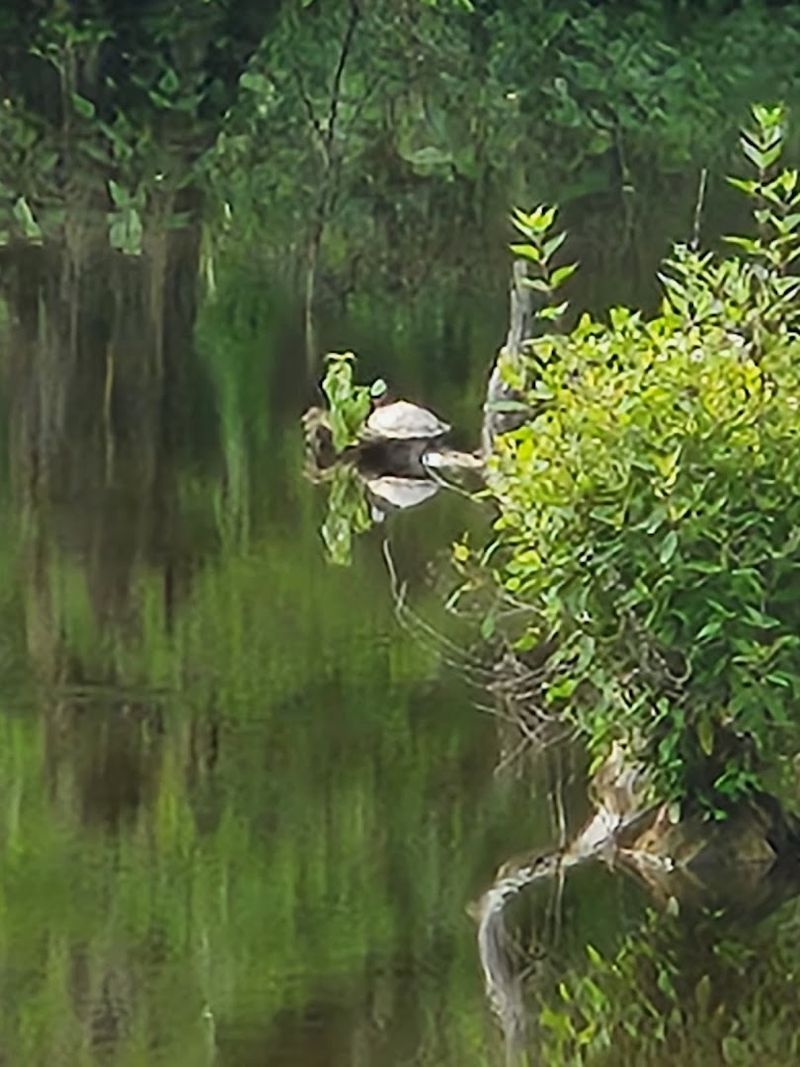 Flora and Fauna