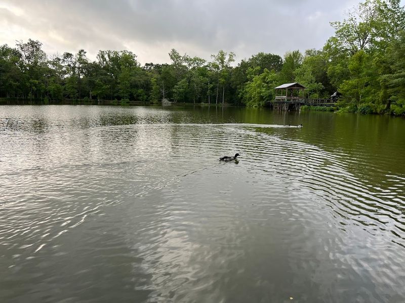 Consider A Guided Boat Swamp Tour Nearby