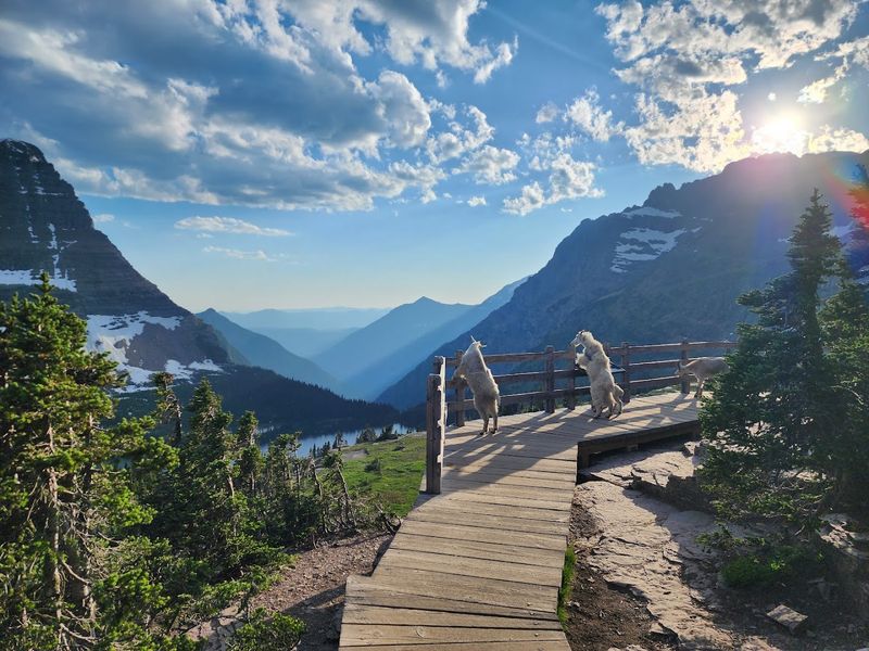 Hidden Lake Overlook, West Glacier, Montana