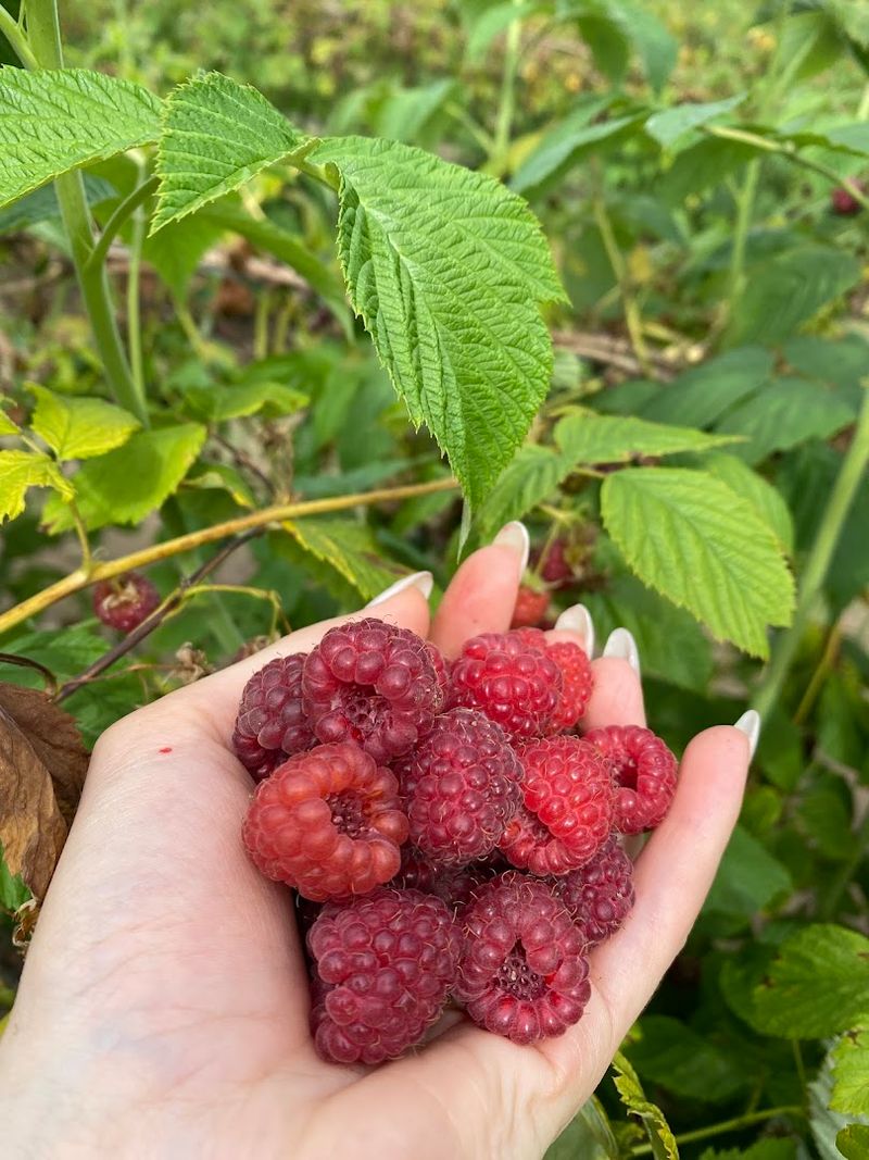 Raspberries, Pumpkins, And A Season For Every Mood