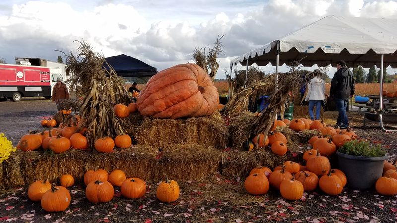Fall Transforms The Farm Completely