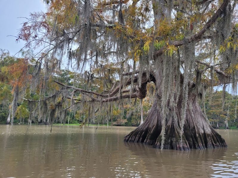 Observe The Ancient Cypresses