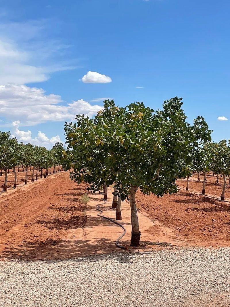 Orchard Roads And Desert Skies