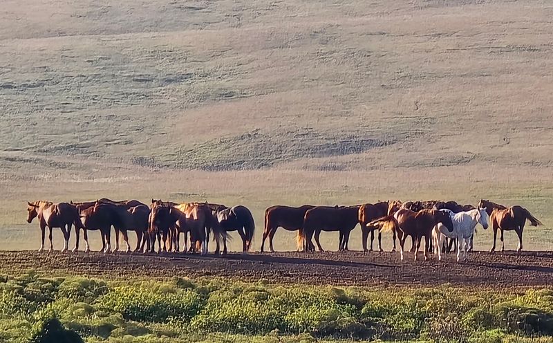 Wild Mustangs Actually Roam This Prairie And You Can Spot Them For Free