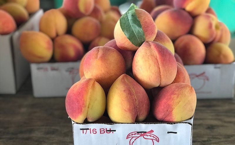 The Peach Season Runs On Weather, Not Wishful Thinking