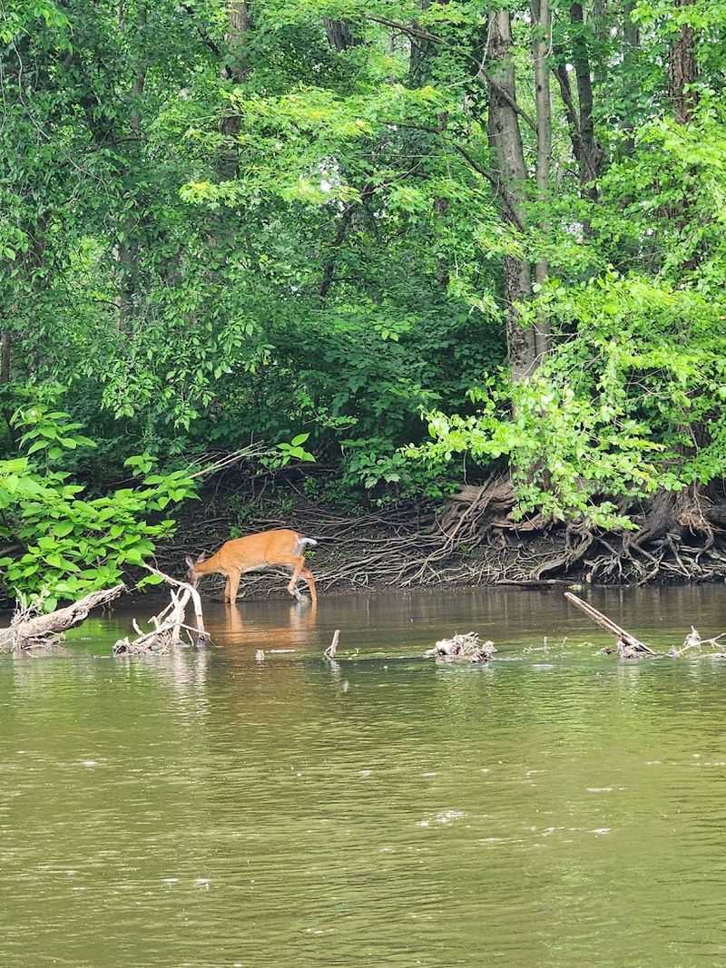 Wildlife That Shows Up Without An Invitation