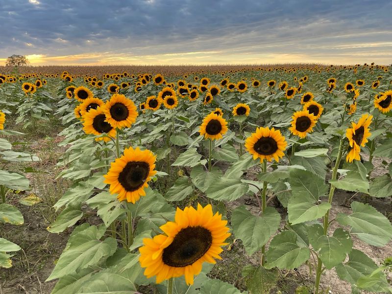 The Sunflower Field That Started It All