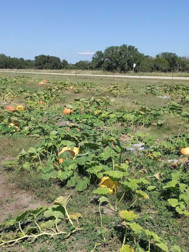 Summer Peaches Give Way To A Fall Pumpkin Patch