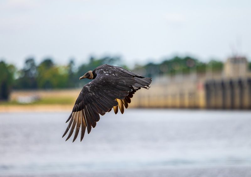 Wildlife Viewing That Surprises Even Experienced Nature Lovers