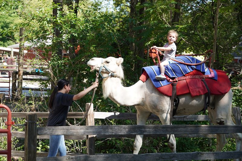 Train Rides, Carousels, and the Fun Extras That Seal the Deal