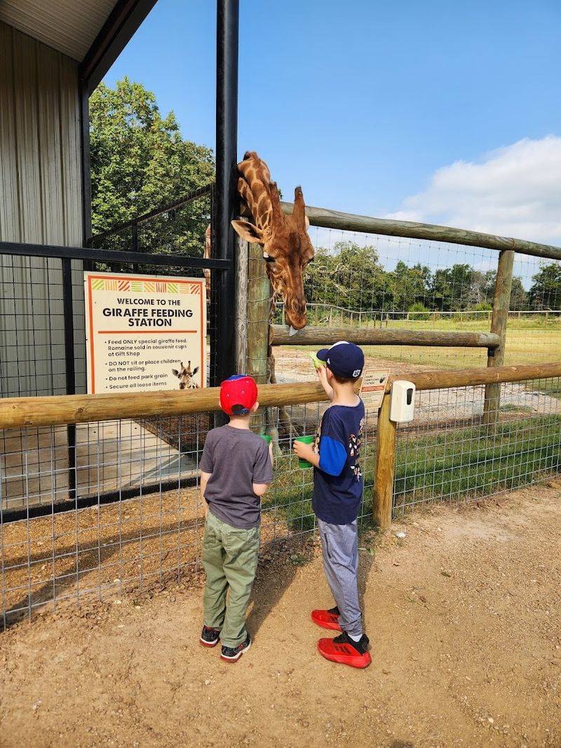 Meet The Giraffes Up Close