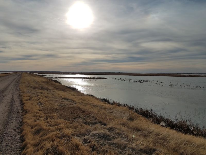 Wildlife Beyond Birds: Deer, Turtles, Snakes, And More
