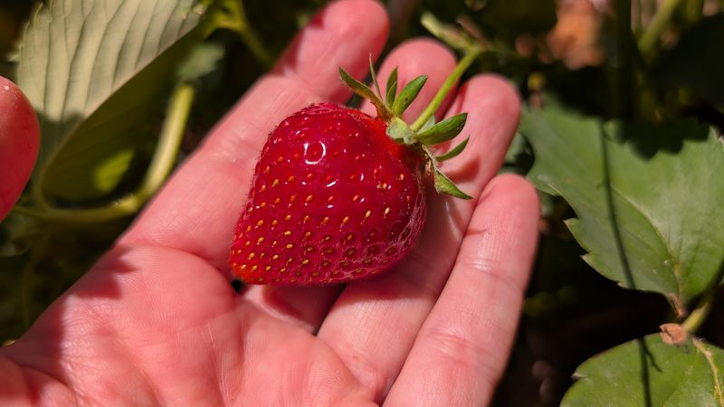 Strawberries So Fresh You Will Want To Skip The Drive Home