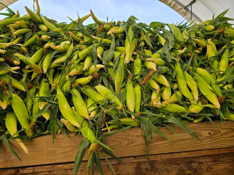 The Corn Is Never More Than A Day Old