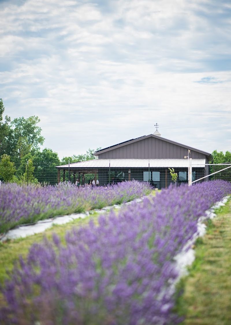 A Farm Built On Passion For Lavender
