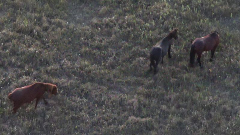 Bison At The Preserve: A Living Connection To The Past