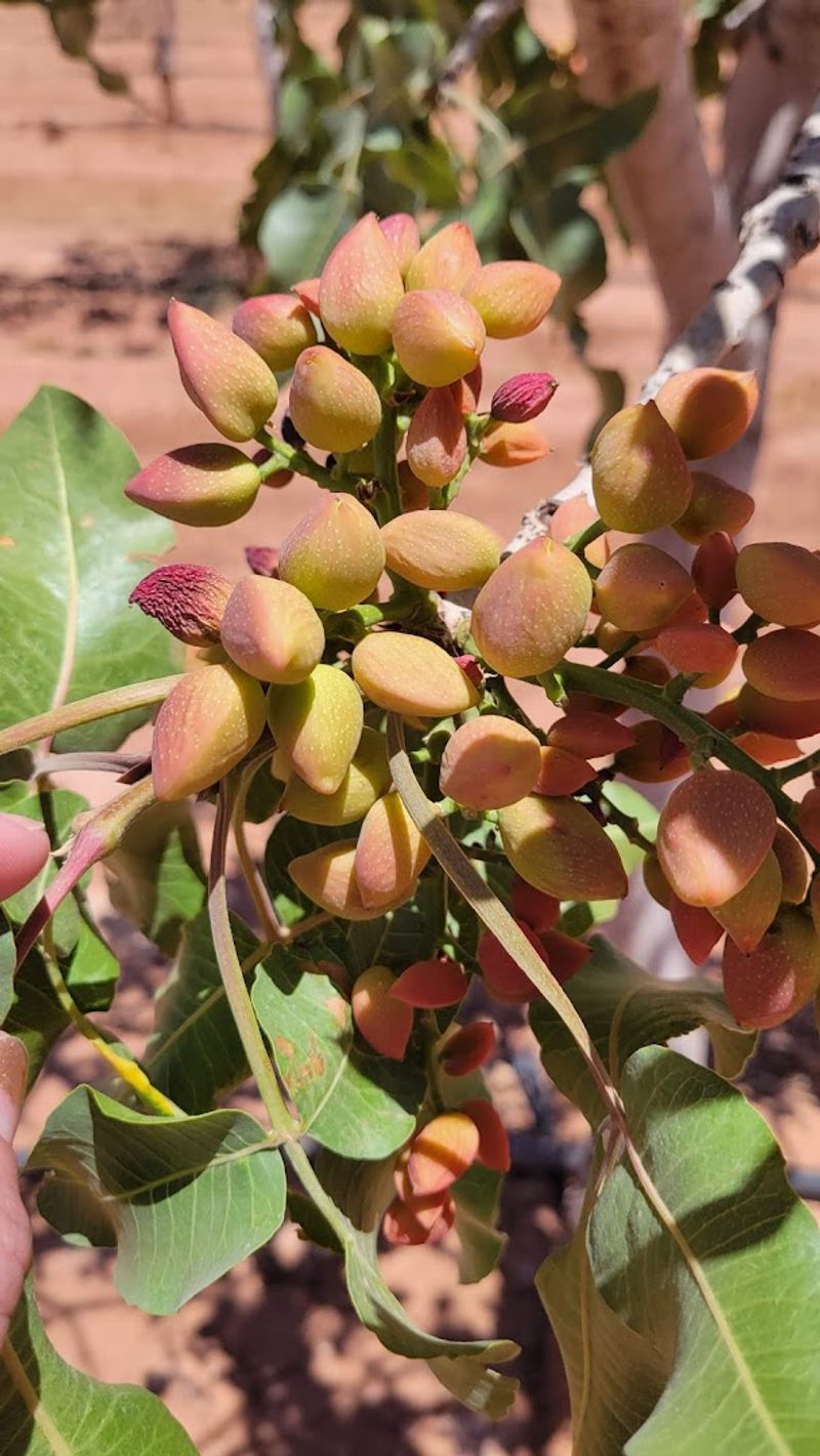 Pistachio Country Views