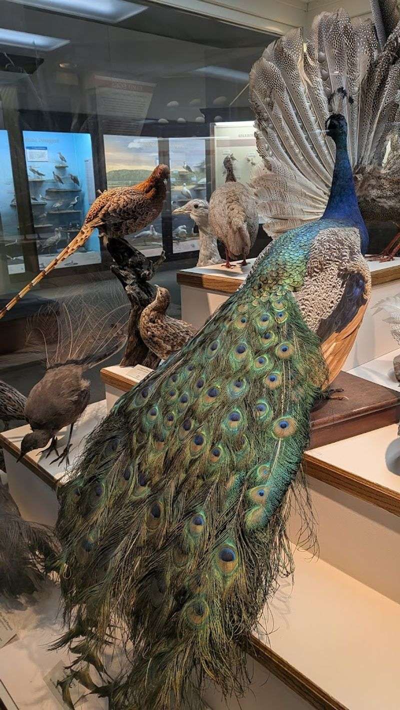 Bird Hall: A Room Full Of Feathered Wonders