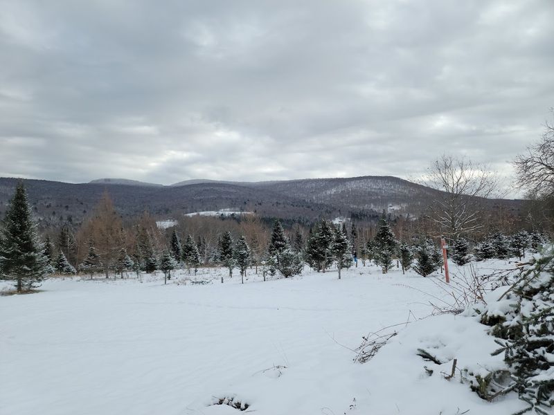 Island Of Misfit Trees