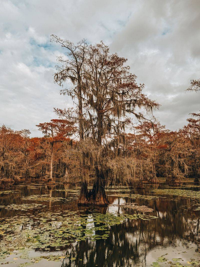 Meet The Castle Tree