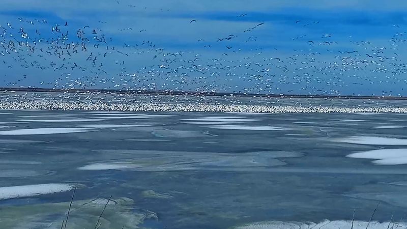 A Critical Stop On The Central Flyway