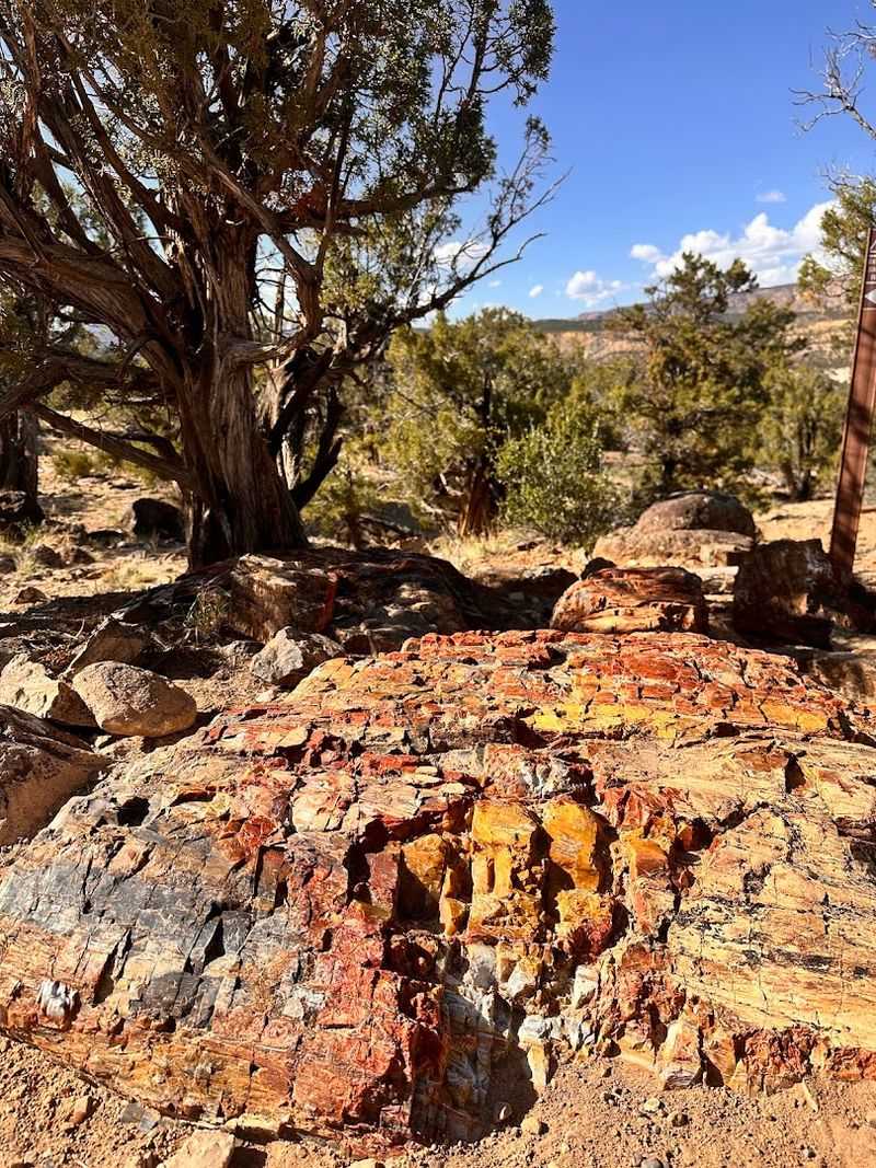 Ancient Wood That Stopped Time Millions Of Years Ago