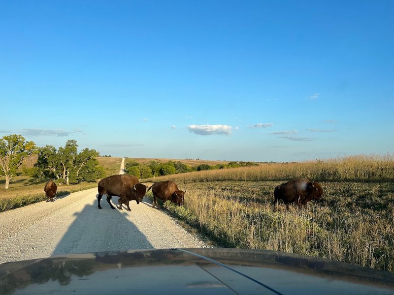 Watching Bison Up Close on the Auto Tour